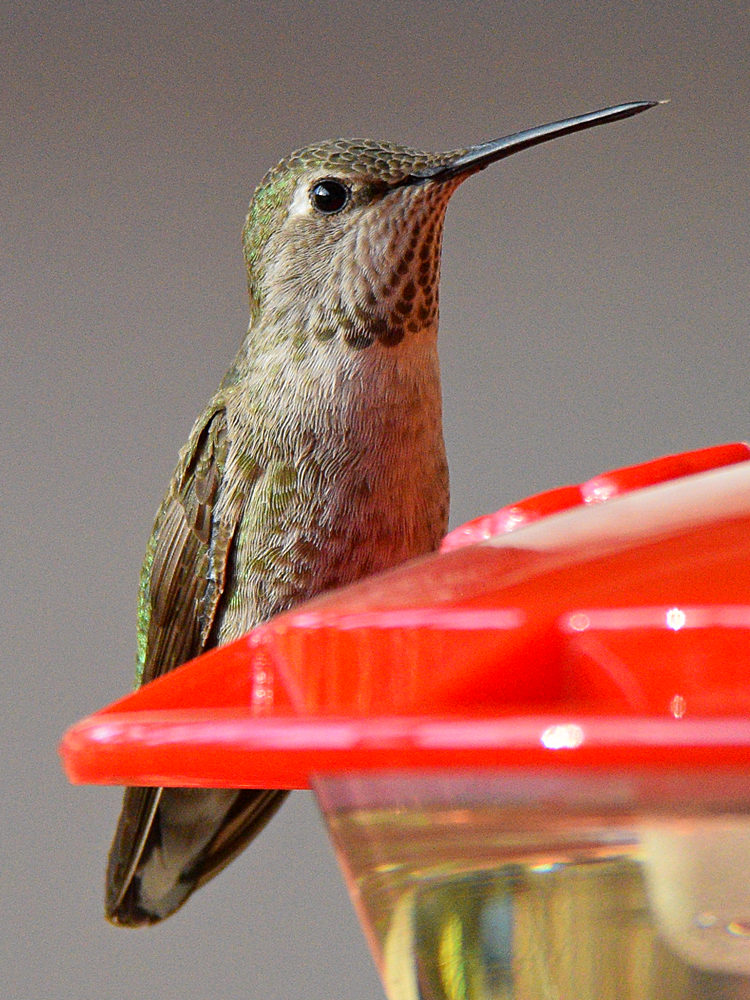 Hummer17.jpg