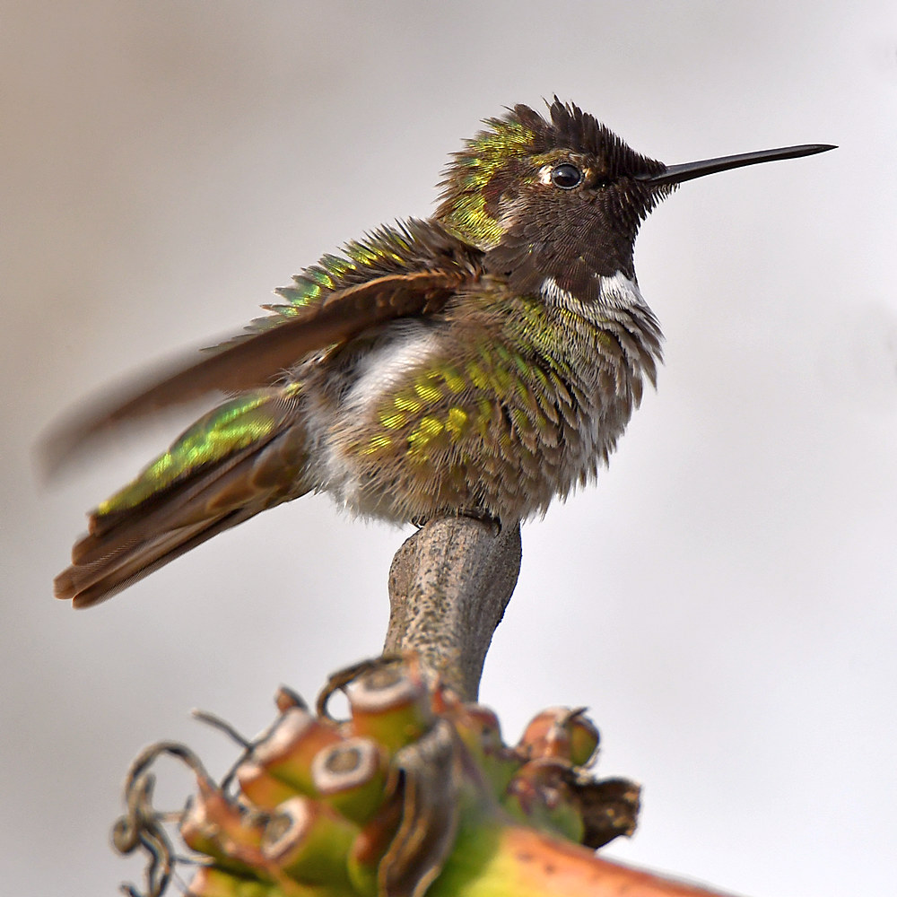 Hummer17.jpg