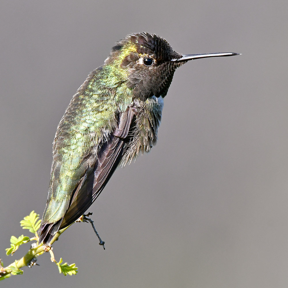 Hummer17.jpg