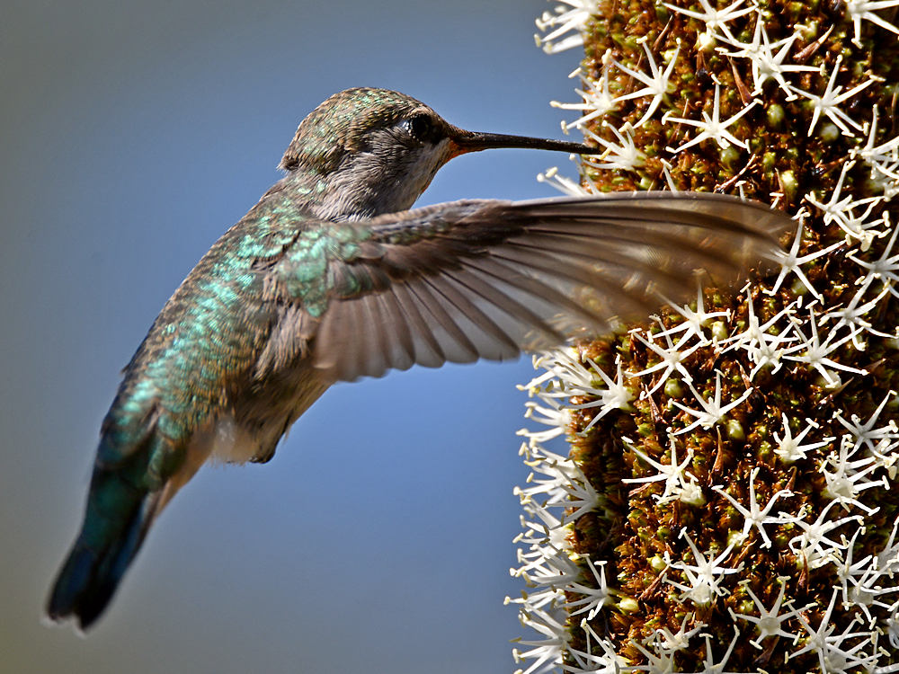 Hummer17.jpg