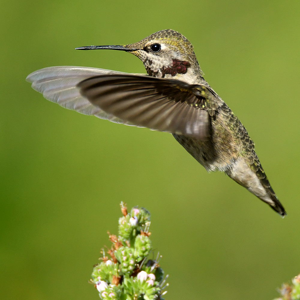 Hummer17.jpg