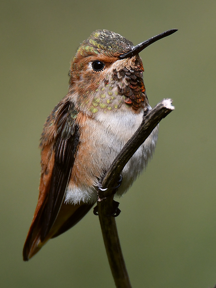 Hummer17.jpg