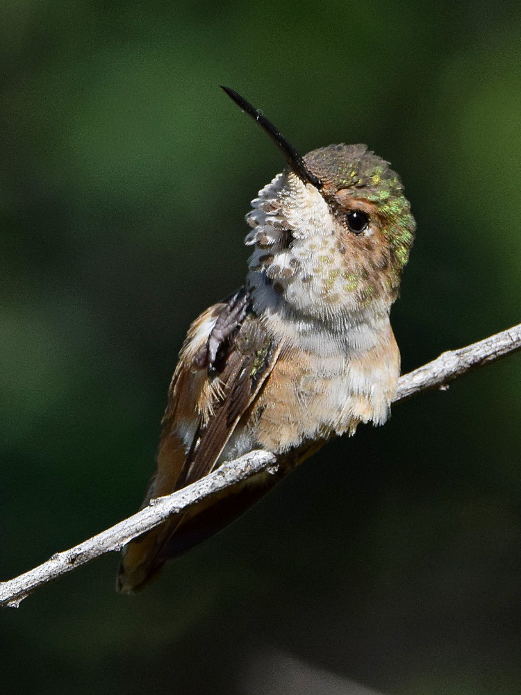 Hummer17.jpg