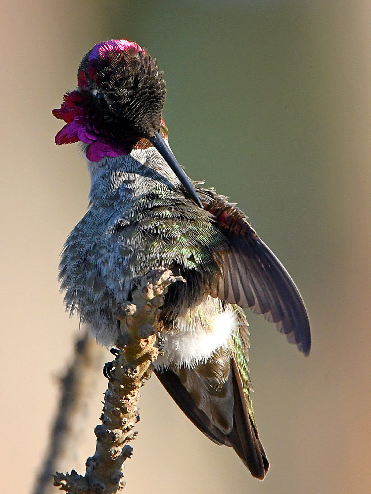 Hummer17.jpg