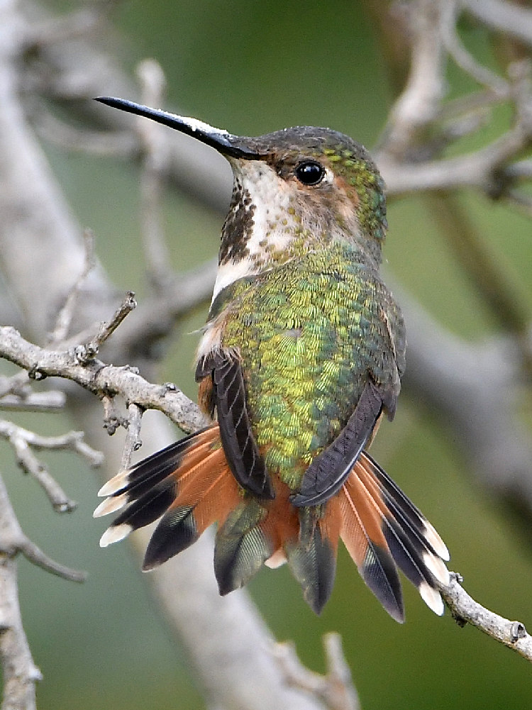 Hummer17.jpg