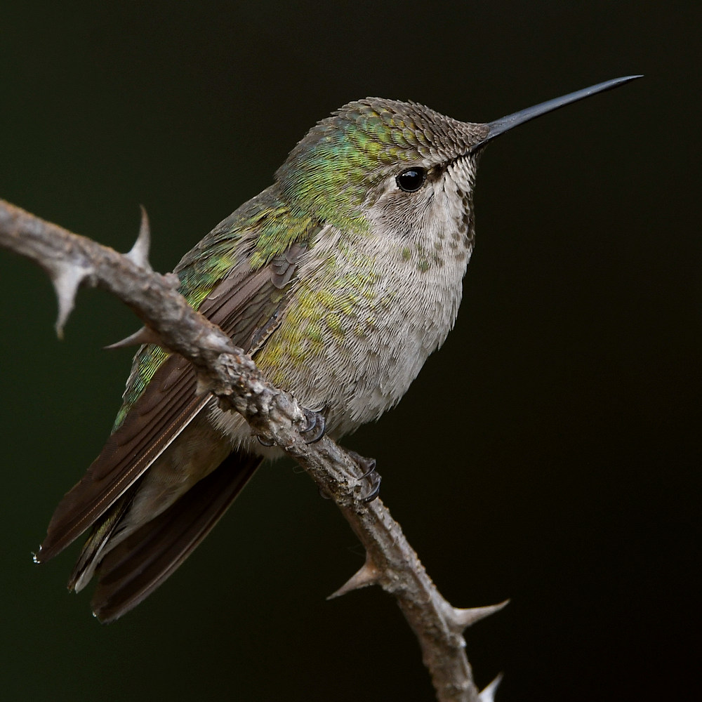 Hummer17.jpg