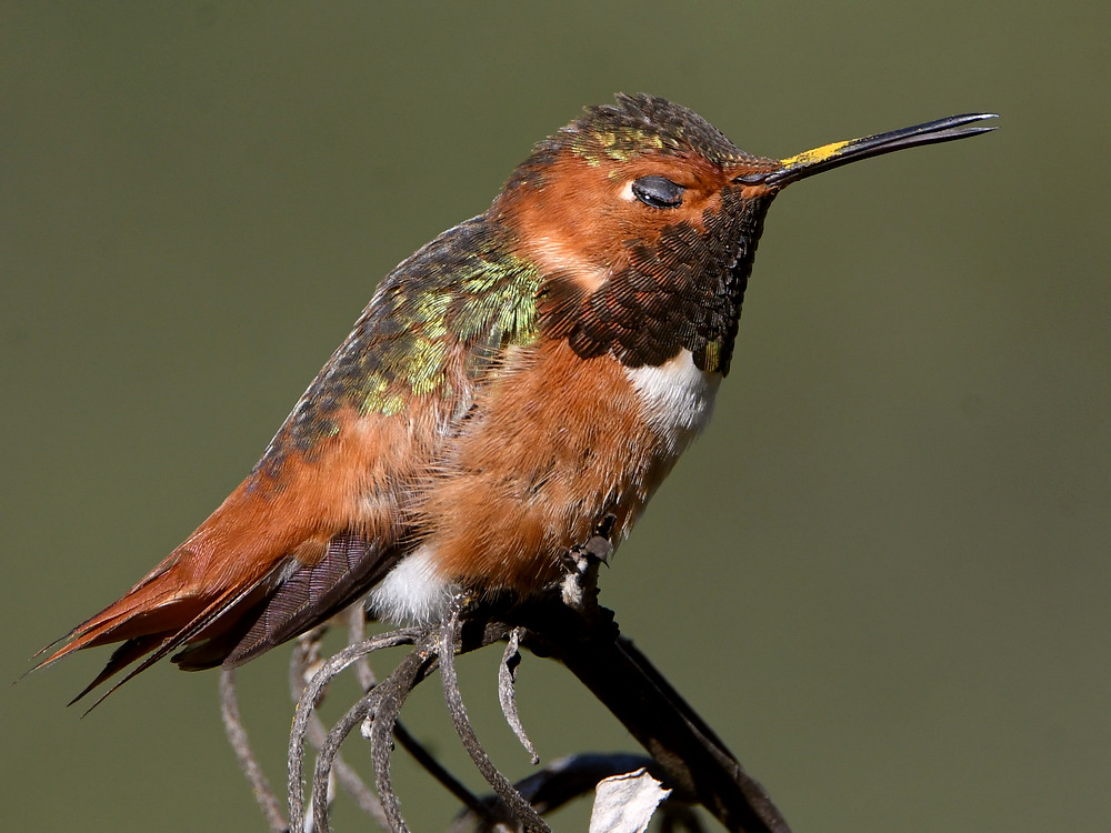 Hummer17.jpg