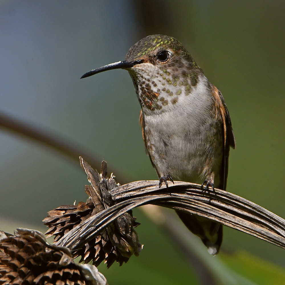 Hummer17.jpg