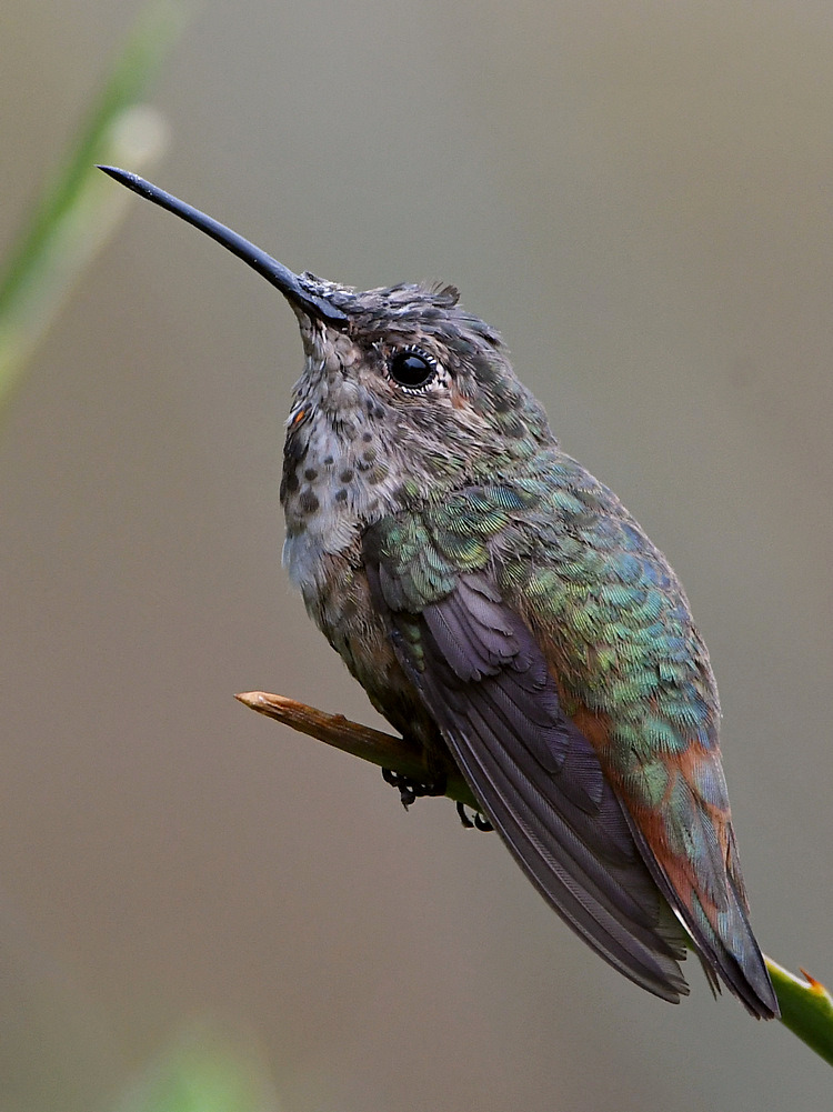 Hummer17.jpg