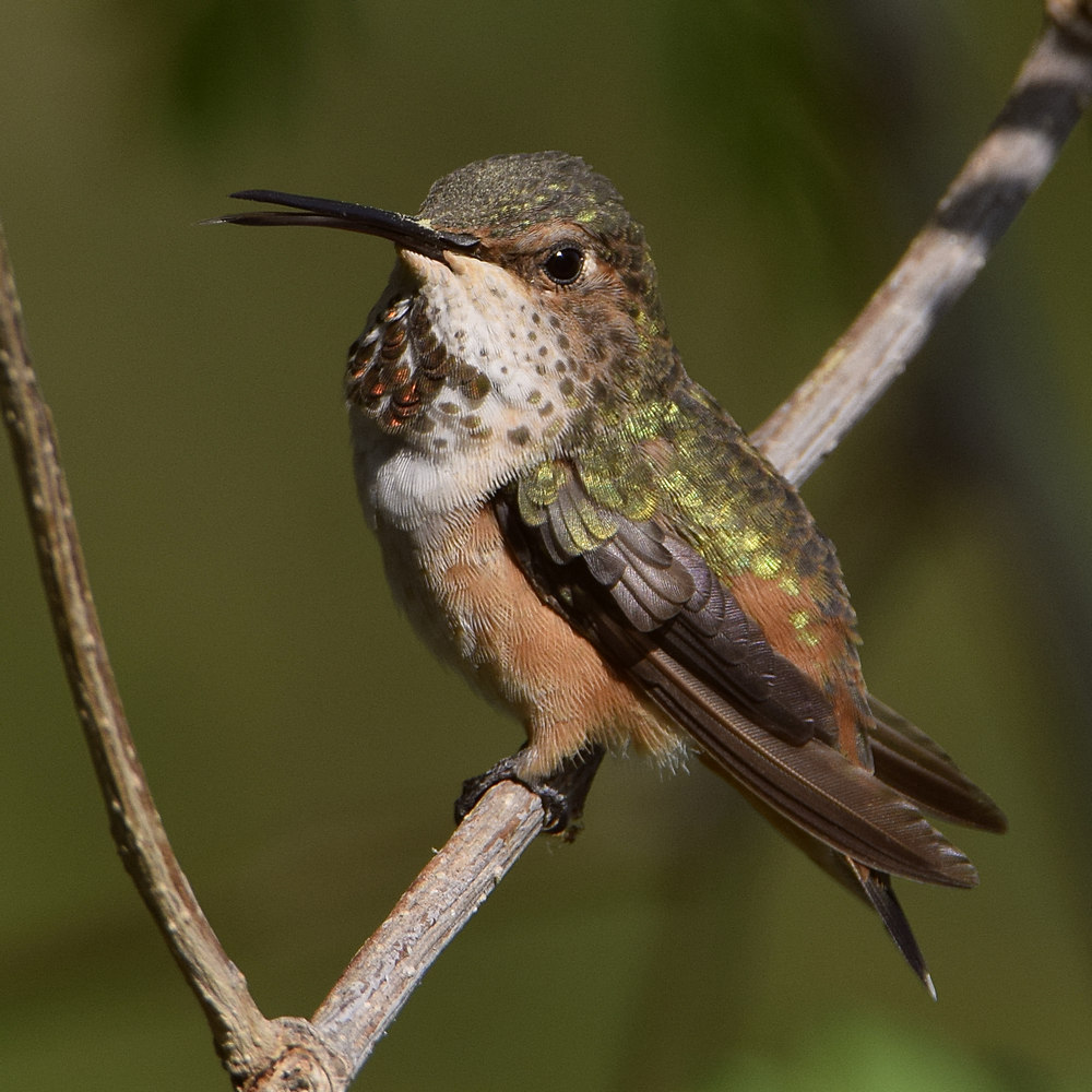 Hummer17.jpg