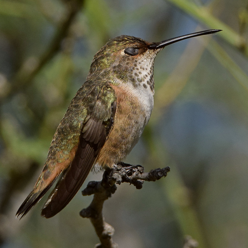 Hummer17.jpg
