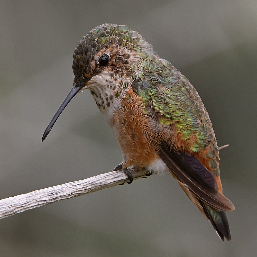 Hummer17.jpg
