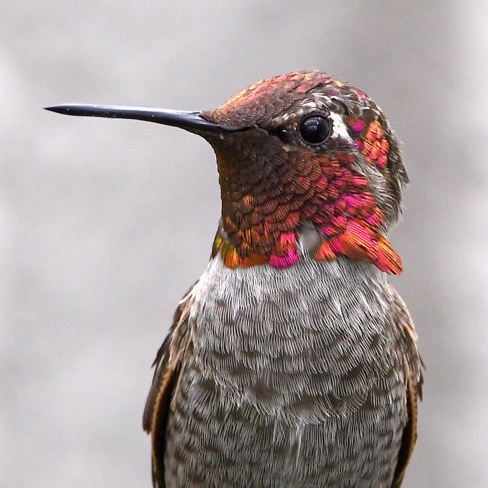 Hummer17.jpg