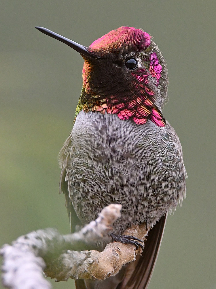 Hummer17.jpg