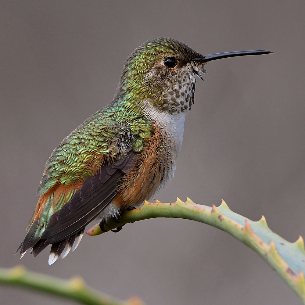 Hummer17.jpg