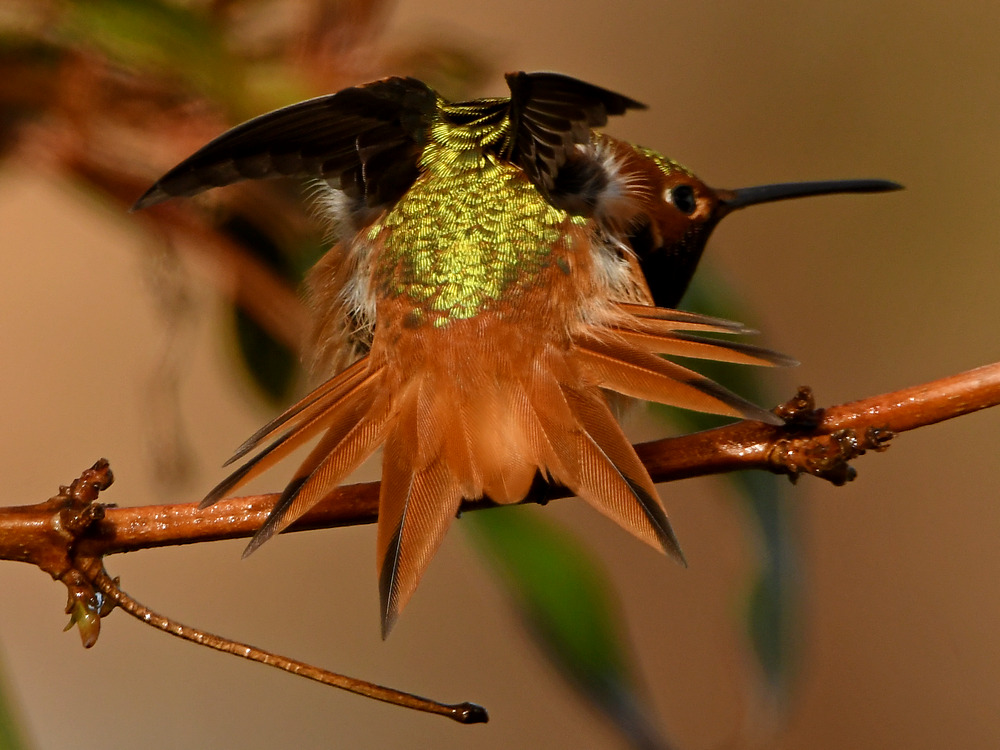 Hummer17.jpg