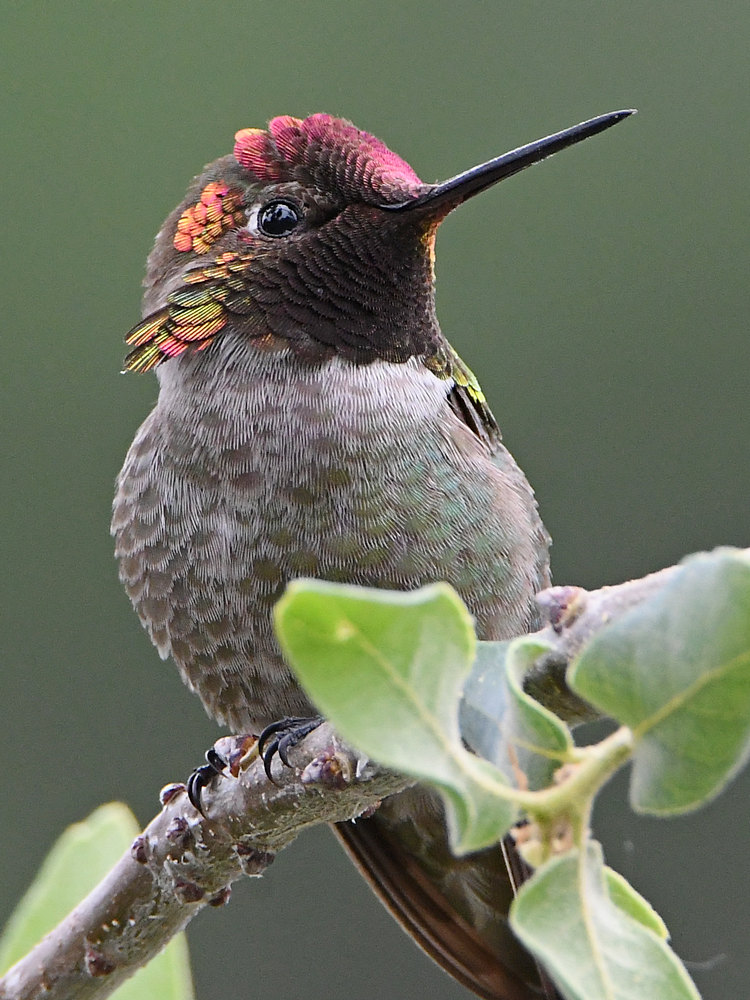 Hummer17.jpg