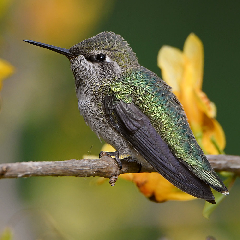 Hummer17.jpg