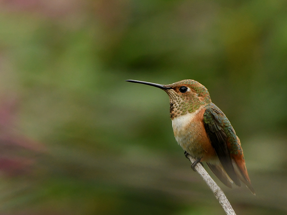 Hummer17.jpg