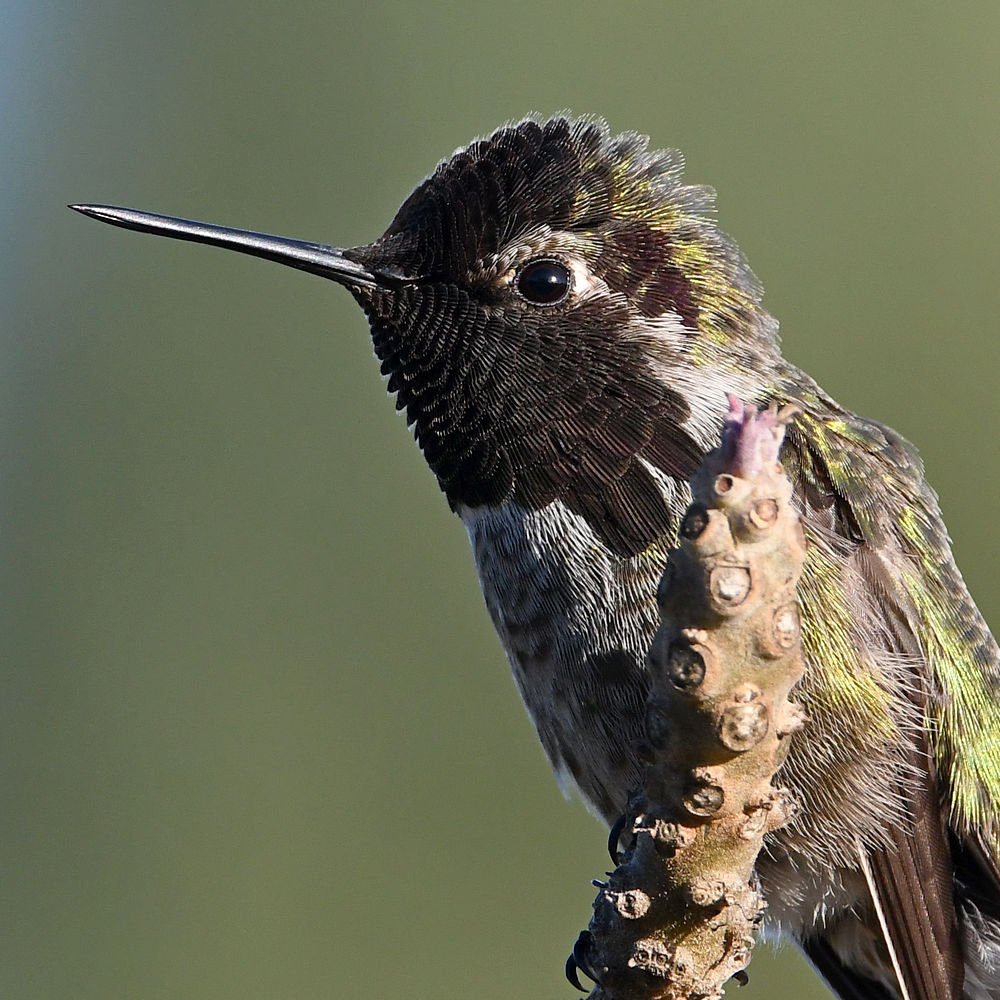 Hummer17.jpg