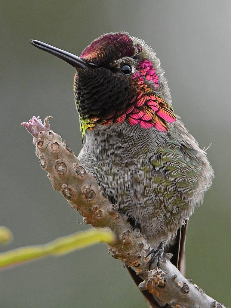 Hummer17.jpg