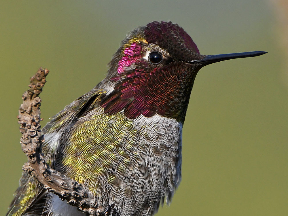 Hummer17.jpg
