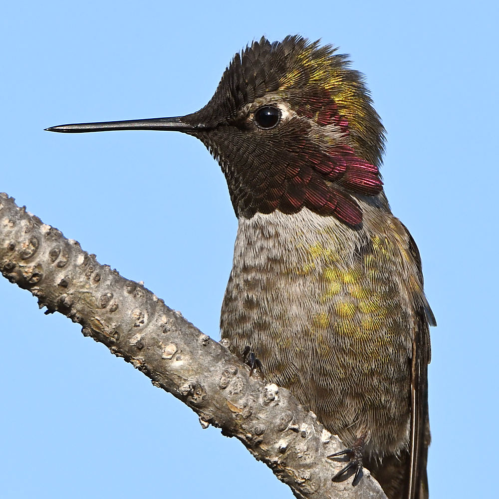 Hummer17.jpg