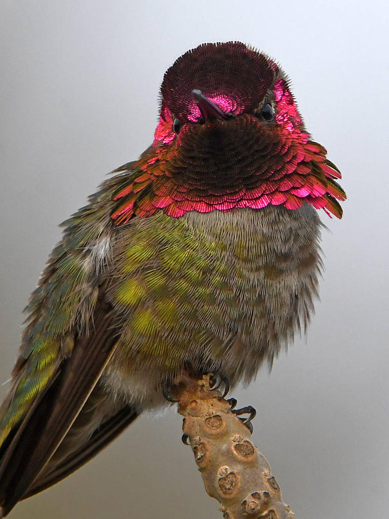 Hummer17.jpg