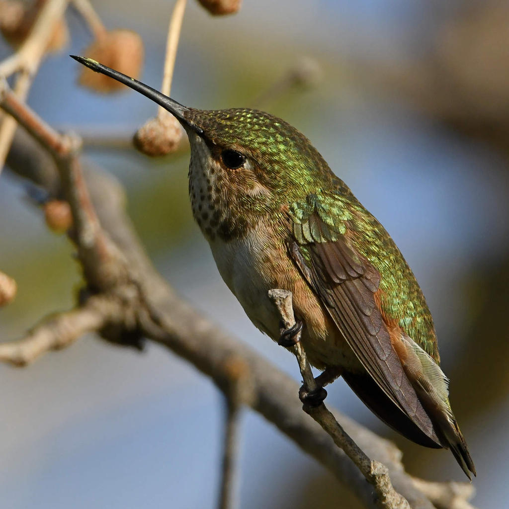 Hummer17.jpg