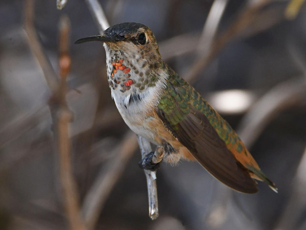 Hummer17.jpg