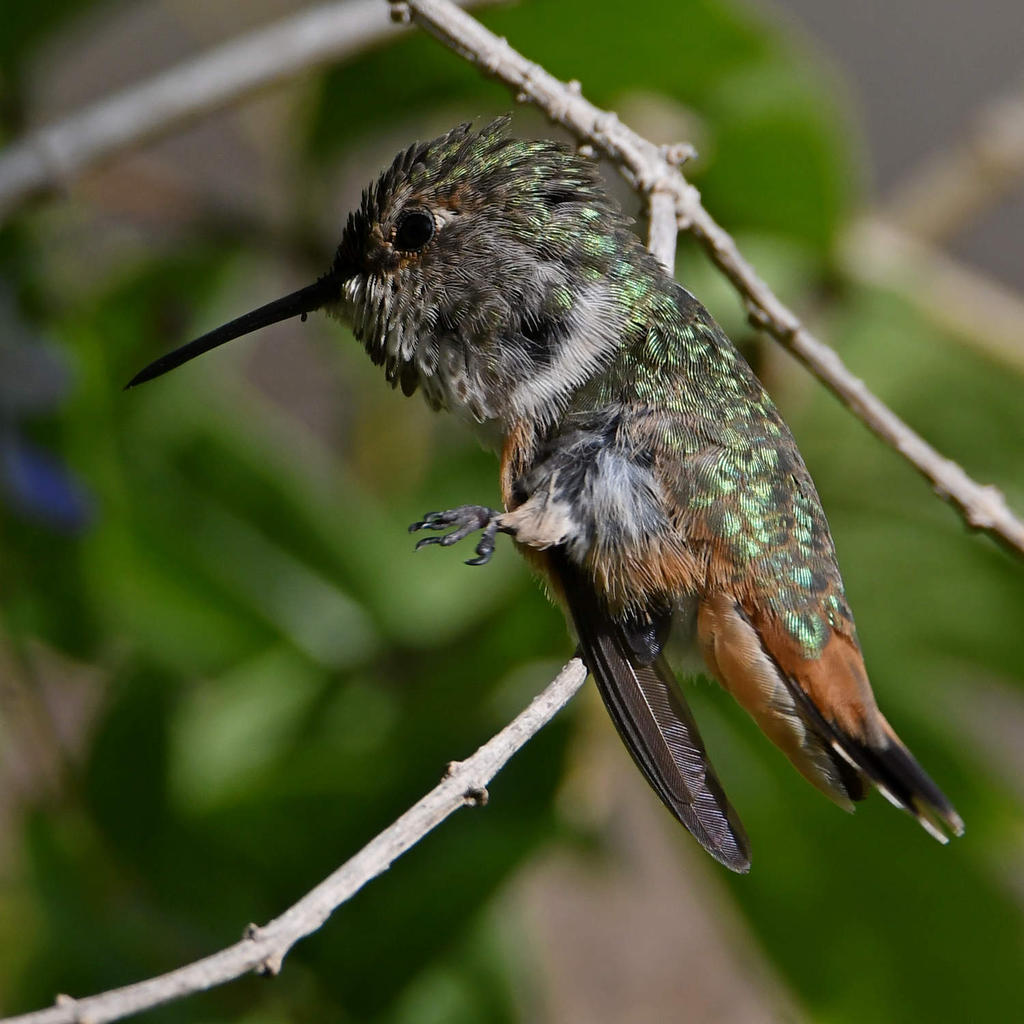 Hummer17.jpg