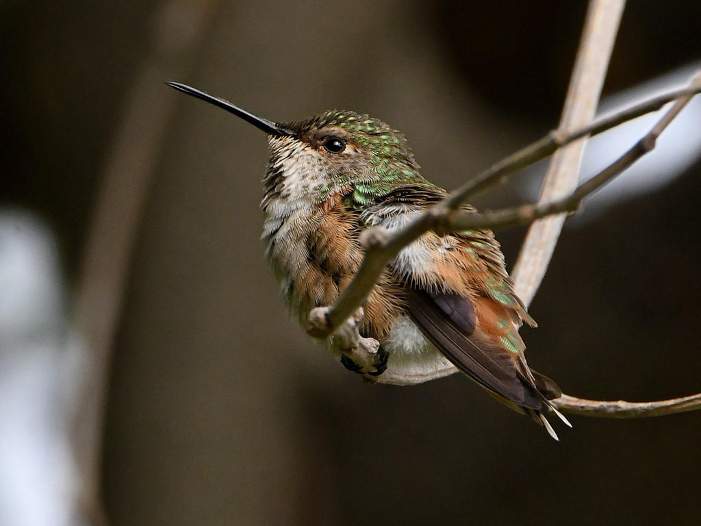 Hummer17.jpg