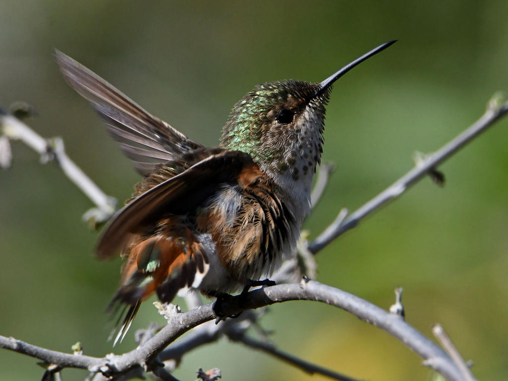 Hummer17.jpg