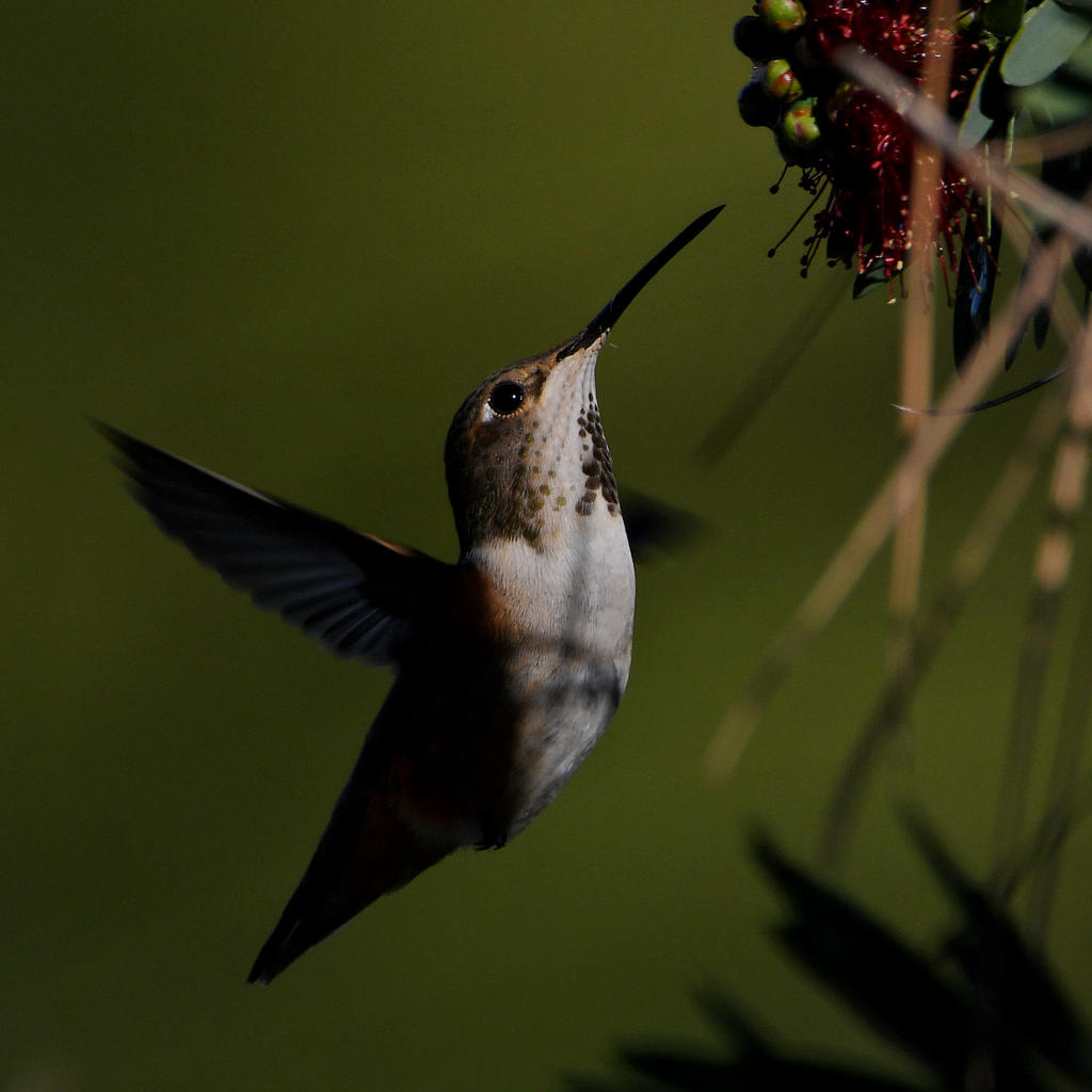 Hummer17.jpg
