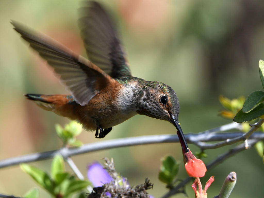 Hummer17.jpg