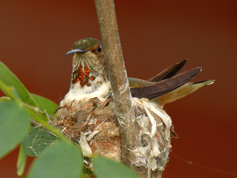 Hummer18.jpg
