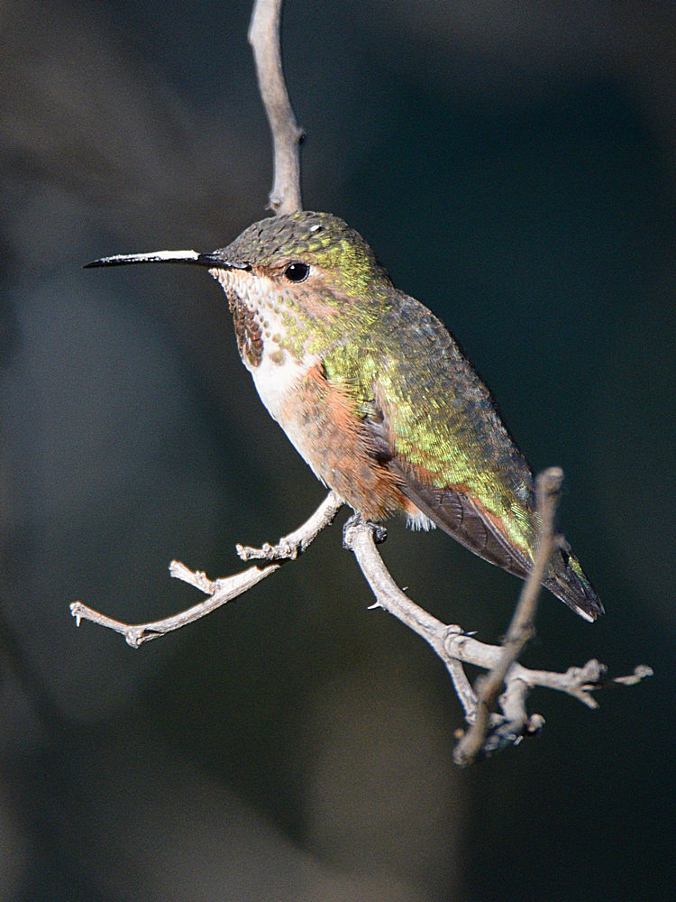 Hummer18.jpg