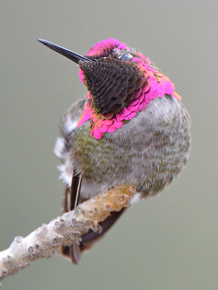 Hummer18.jpg