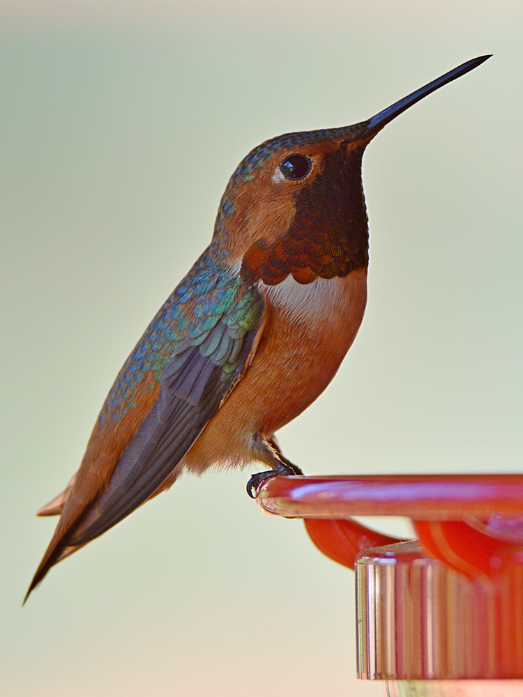 Hummer18.jpg