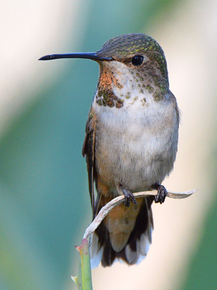 Hummer18.jpg