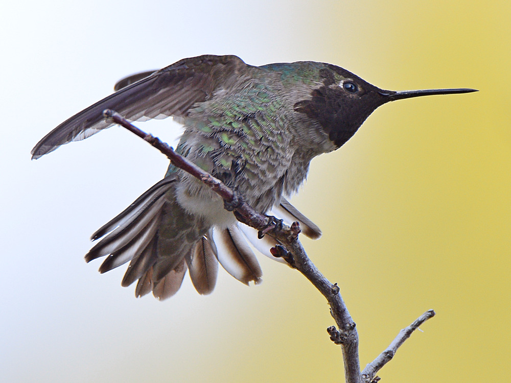 Hummer18.jpg