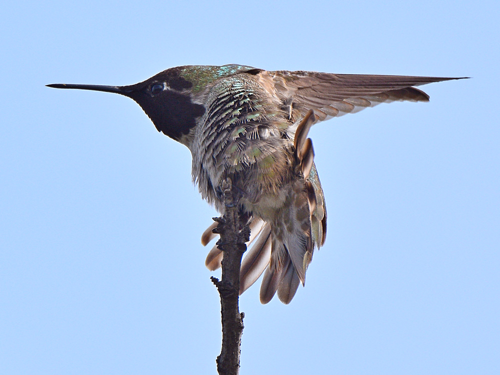 Hummer18.jpg