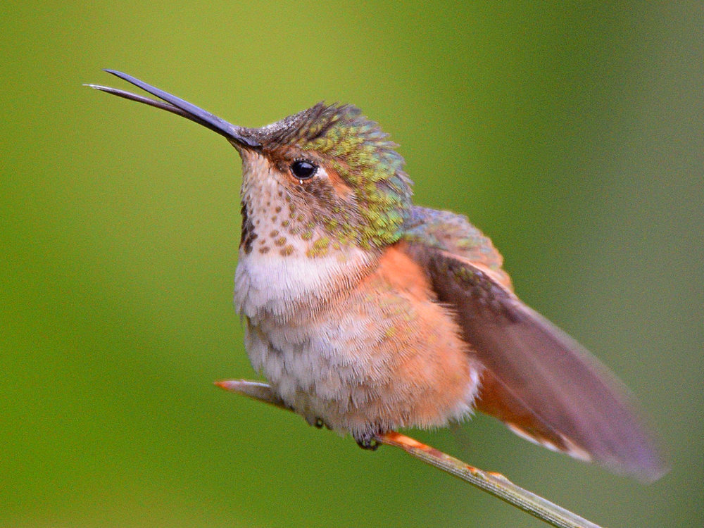 Hummer18.jpg