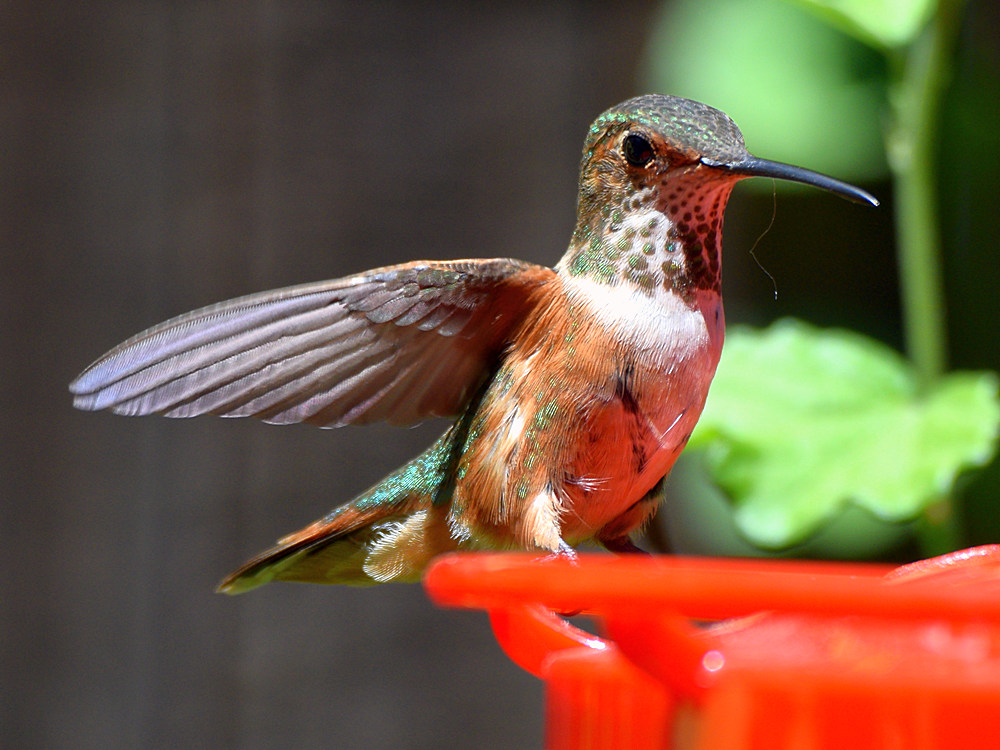 Hummer18.jpg