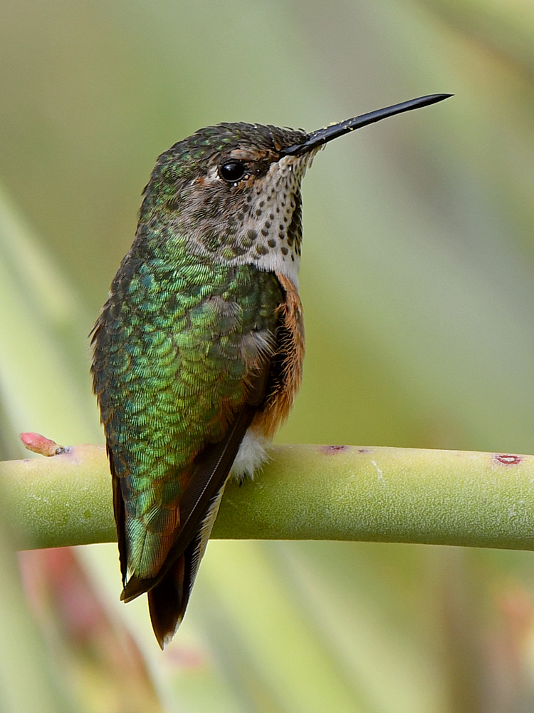 Hummer18.jpg