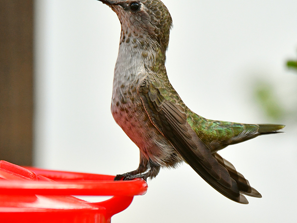 Hummer18.jpg