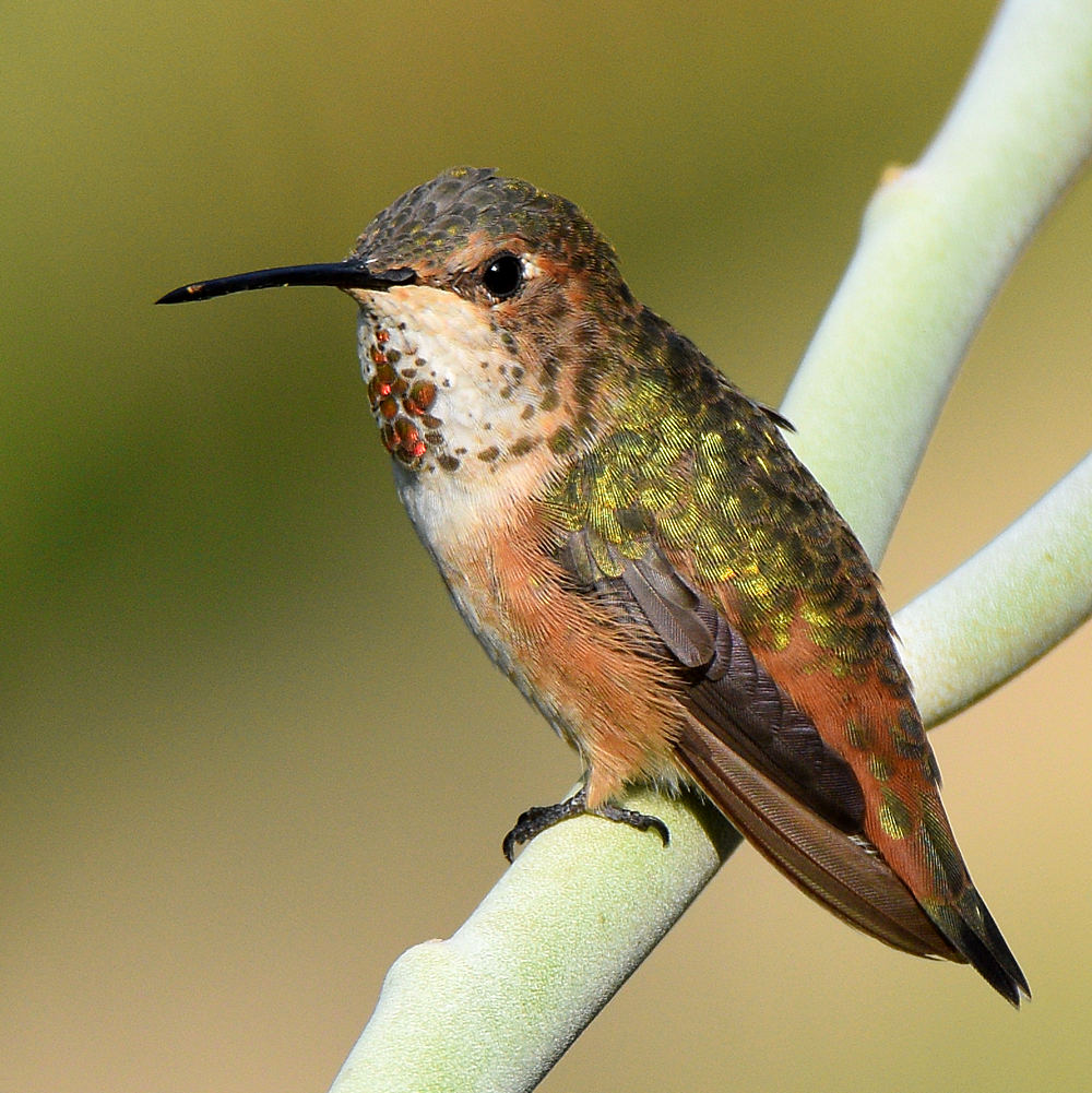 Hummer18.jpg