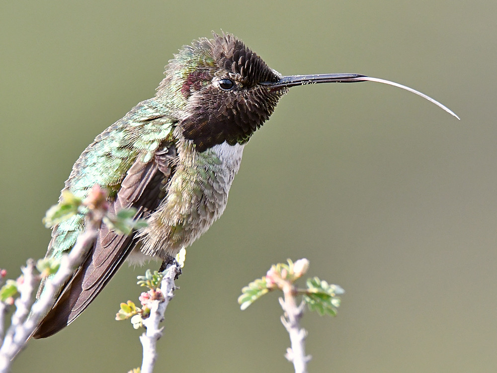 Hummer18.jpg
