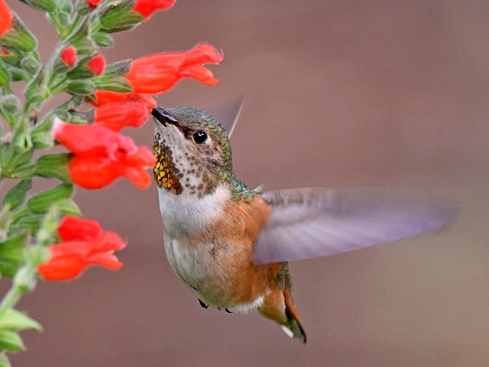 Hummer18.jpg