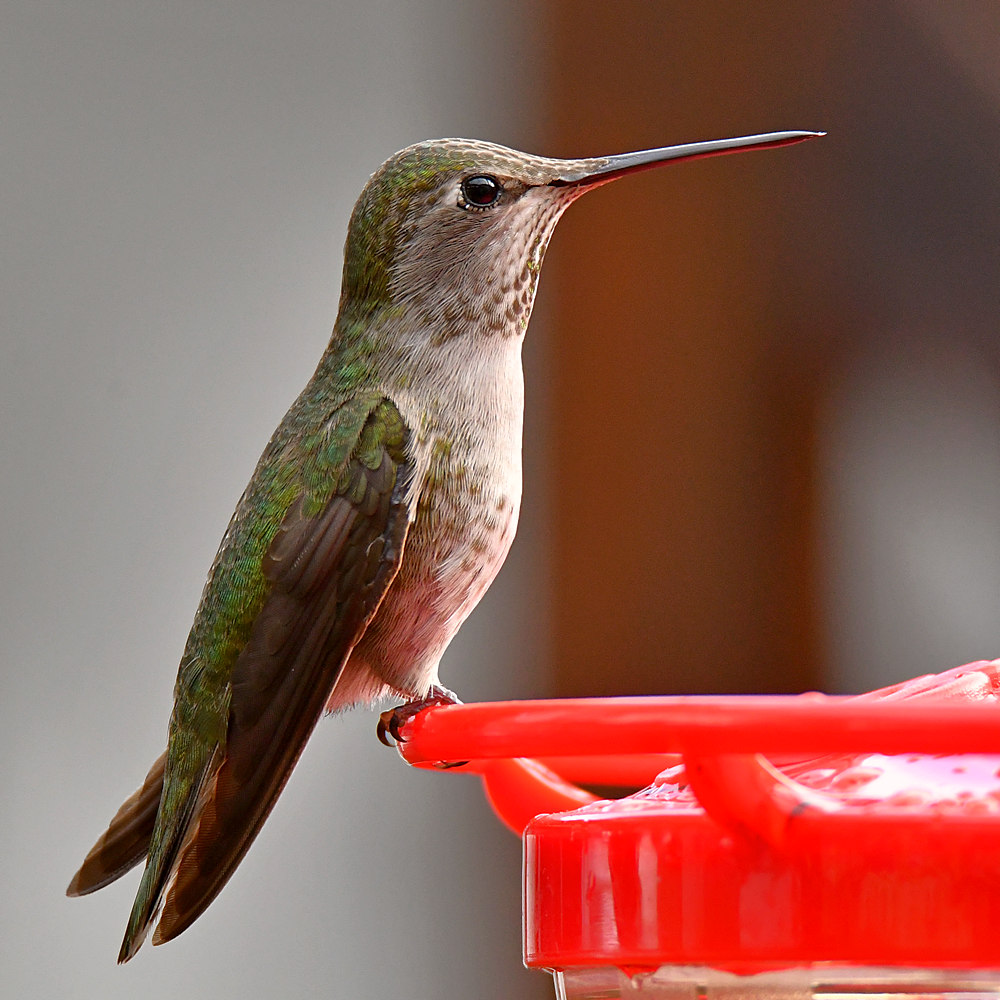 Hummer18.jpg